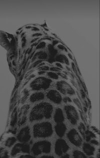 a black and white image of a leopard